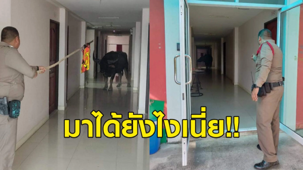 มาได้ไง? ผู้หมวดบึงกาฬ หลอกล่อควายบุกเข้าหอพัก มาได้ไง? ผู้หมวดบึงกาฬ หลอกล่อควายบุกเข้าหอพัก