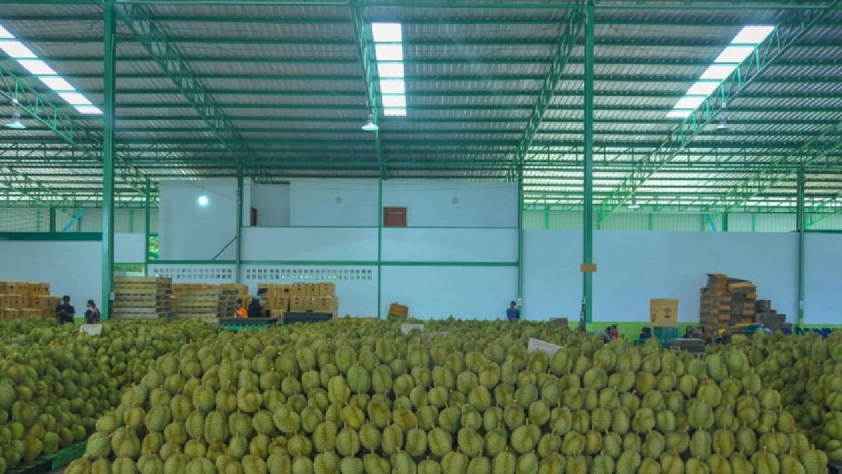 แนะเกษตรกรไม้ผล เร่งขึ้นทะเบียน ระหว่างรอ GAPก่อนส่งออก