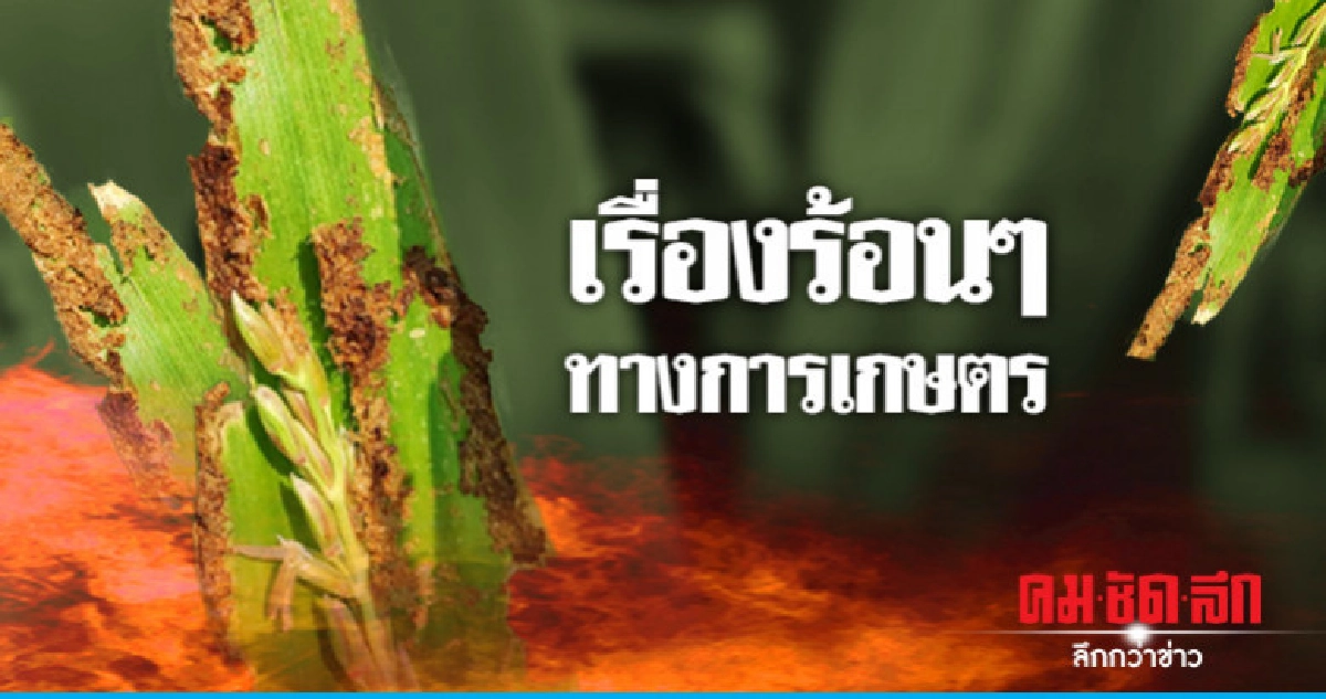 เรื่องร้อนๆ ทางการเกษตร เรื่องร้อนๆ ทางการเกษตร