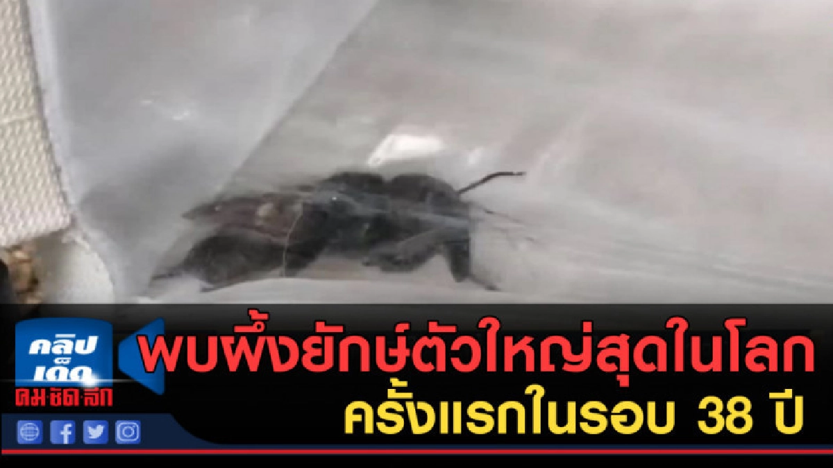 (คลิปข่าว) พบผึ้งยักษ์ตัวใหญ่สุดในโลก ครั้งแรกในรอบ 38 ปี (คลิปข่าว) พบผึ้งยักษ์ตัวใหญ่สุดในโลก ครั้งแรกในรอบ 38 ปี