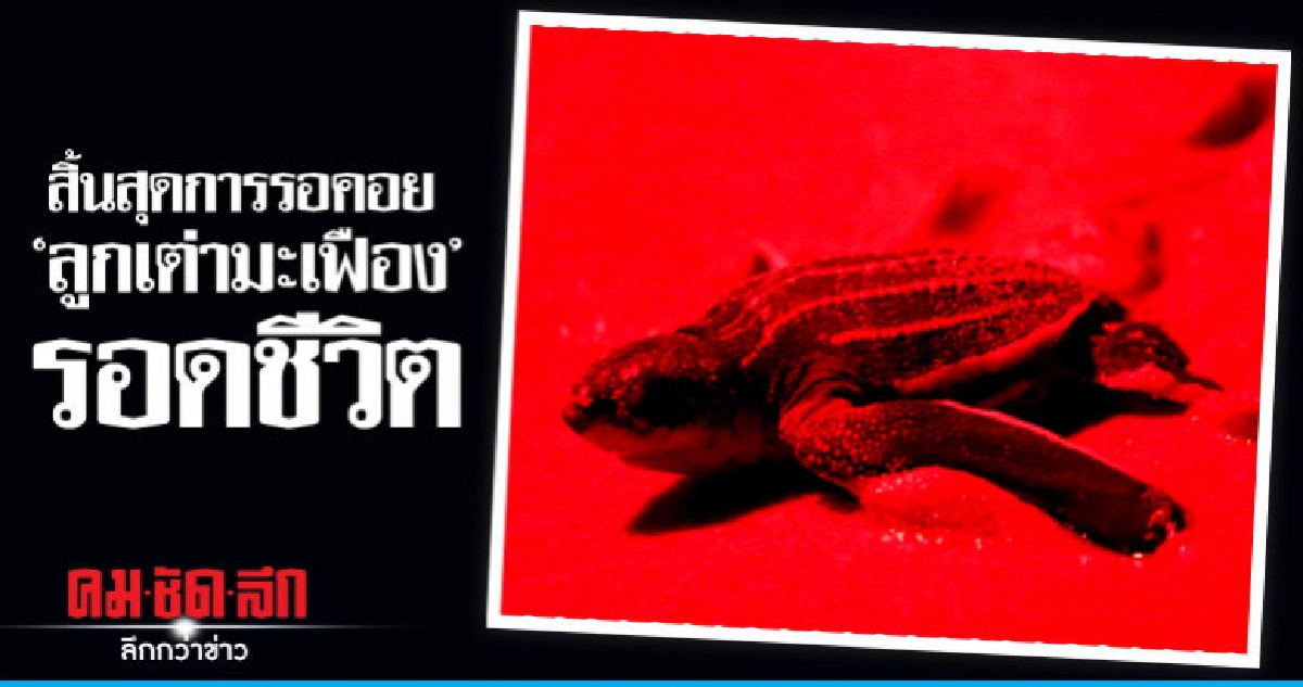 "เฮ"ลั่นหาด"ลูกเต่ามะเฟือง" 35 ตัวรอดชีวิต "เฮ"ลั่นหาด"ลูกเต่ามะเฟือง" 35 ตัวรอดชีวิต