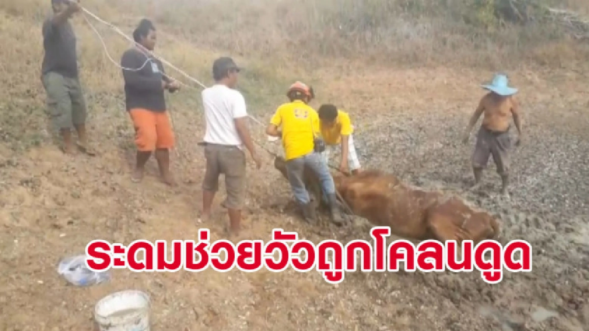 (คลิปข่าว) นาทีชีวิต จนท.กู้ภัยโคราชช่วยแม่วัวถูกโคลนดูด (คลิปข่าว) นาทีชีวิต จนท.กู้ภัยโคราชช่วยแม่วัวถูกโคลนดูด