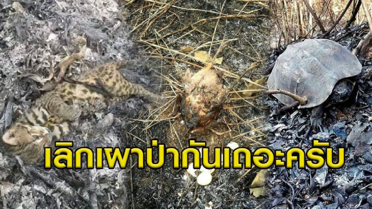 หดหู่! อธิบดีกรมป่าไม้เผยภาพสัตว์ป่าตายคากองไฟ วอนหยุดเผาป่า หดหู่! อธิบดีกรมป่าไม้เผยภาพสัตว์ป่าตายคากองไฟ วอนหยุดเผาป่า