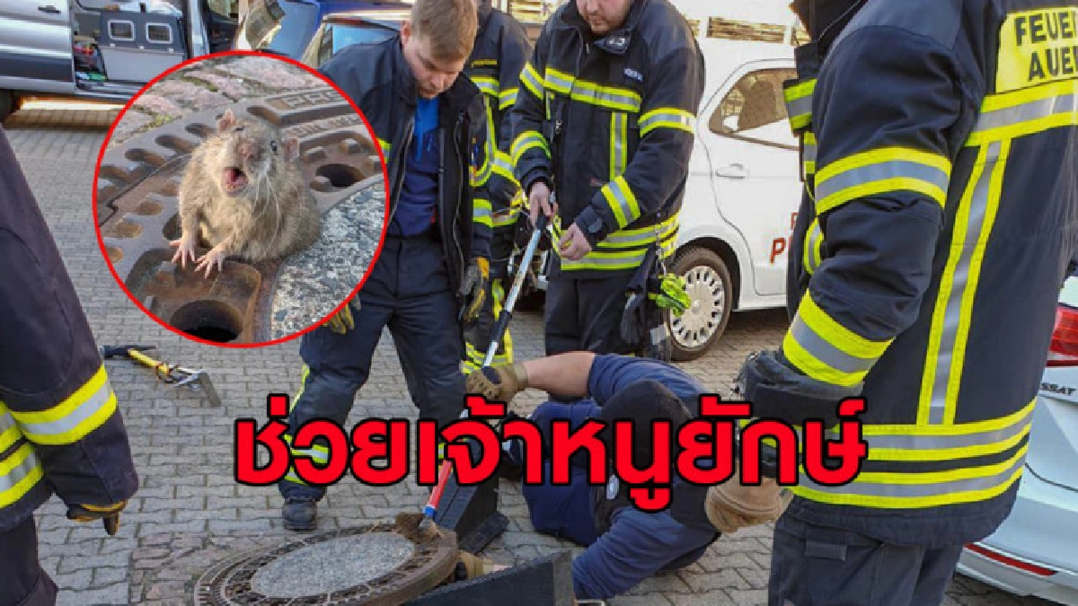 ทีมกู้ภัยเยอรมันระดมทีมช่วยหนูยักษ์ติดฝาท่อระบายน้ำ (คลิป) ทีมกู้ภัยเยอรมันระดมทีมช่วยหนูยักษ์ติดฝาท่อระบายน้ำ (คลิป)