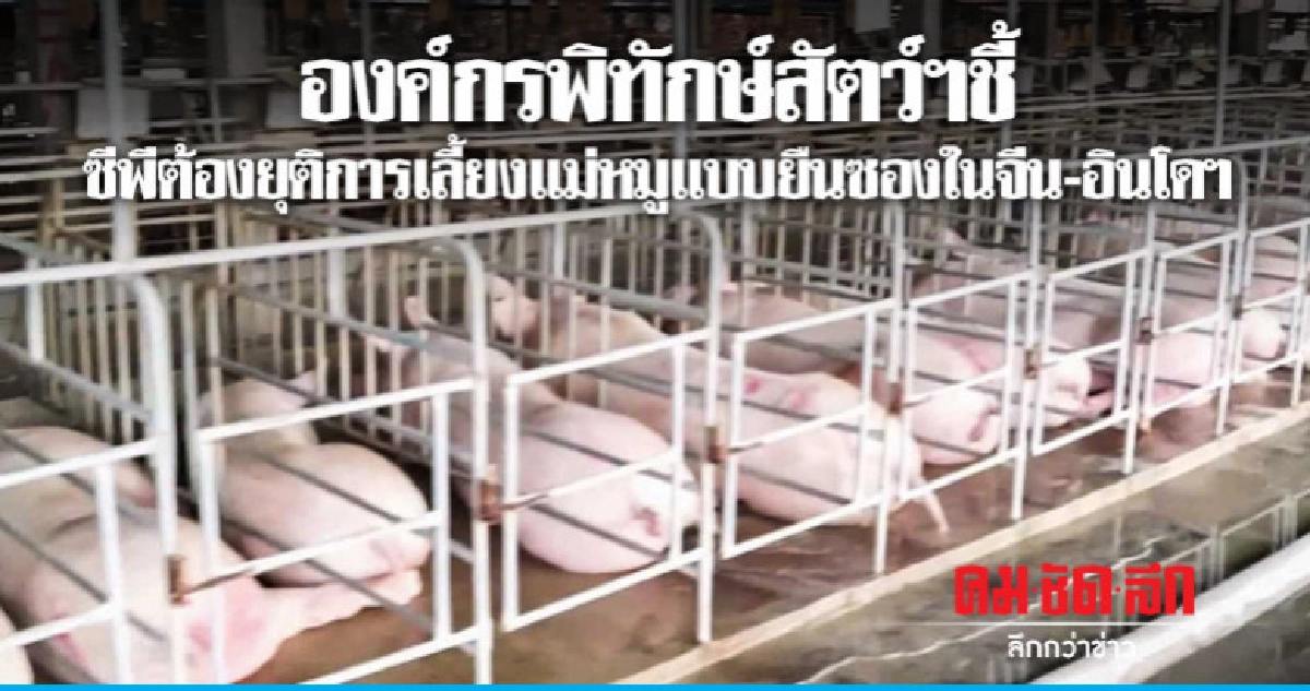  องค์กรพิทักษ์สัตว์ฯชี้ซีพี.ต้องยุติการเลี้ยงแม่หมูแบบยืนซอง