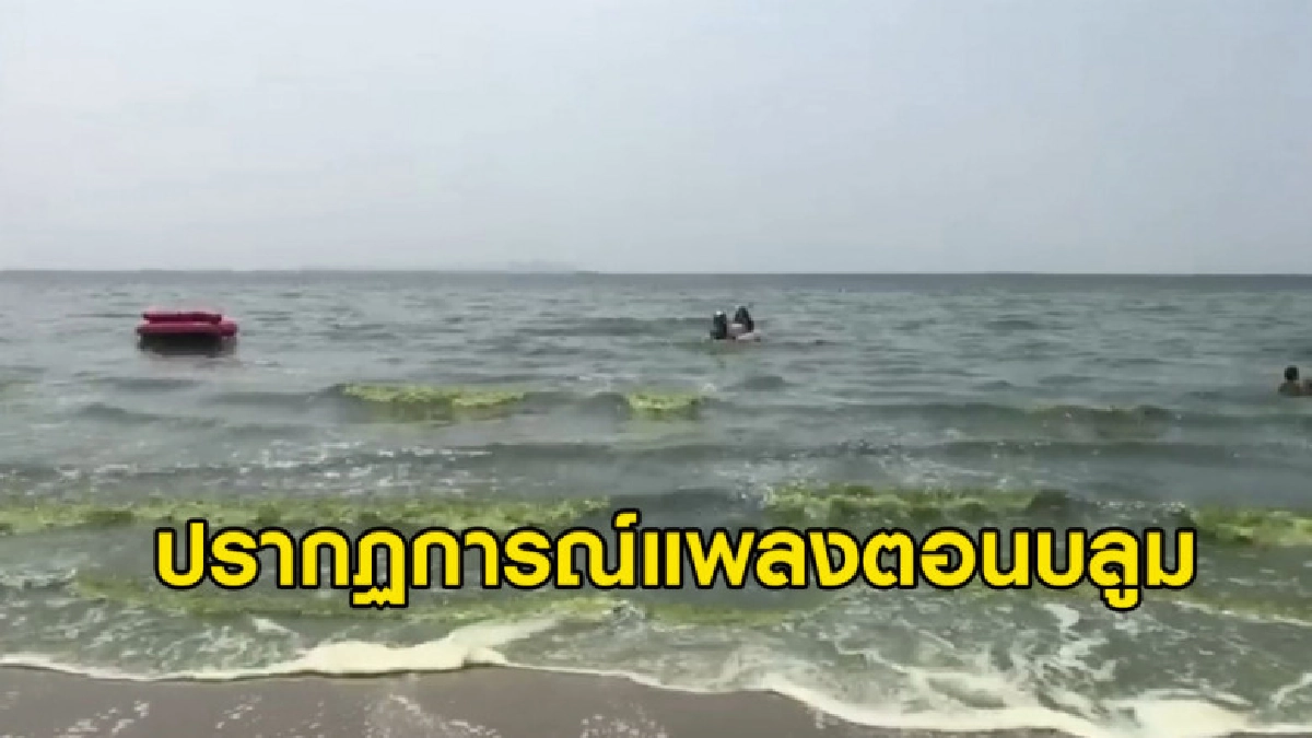 ปรากฏการณ์แพลงตอนบลูมหาดบางแสน น้ำทะเลเขียว