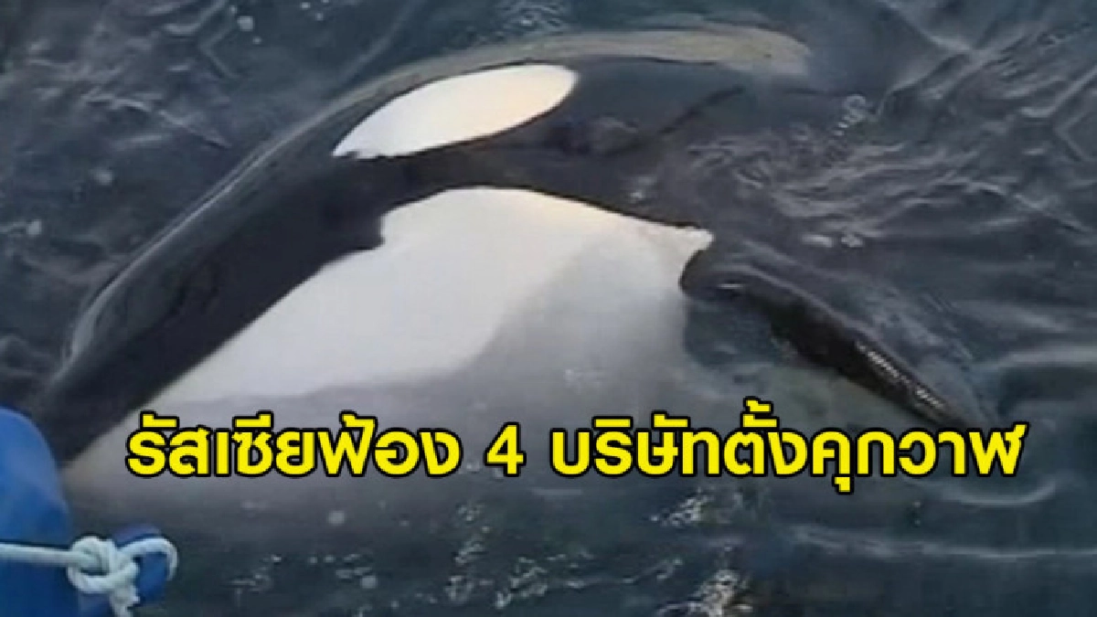 (คลิป) รัสเซียฟ้อง 4 บริษัทตั้งคุกวาฬ มีการจับวาฬขังนับร้อย