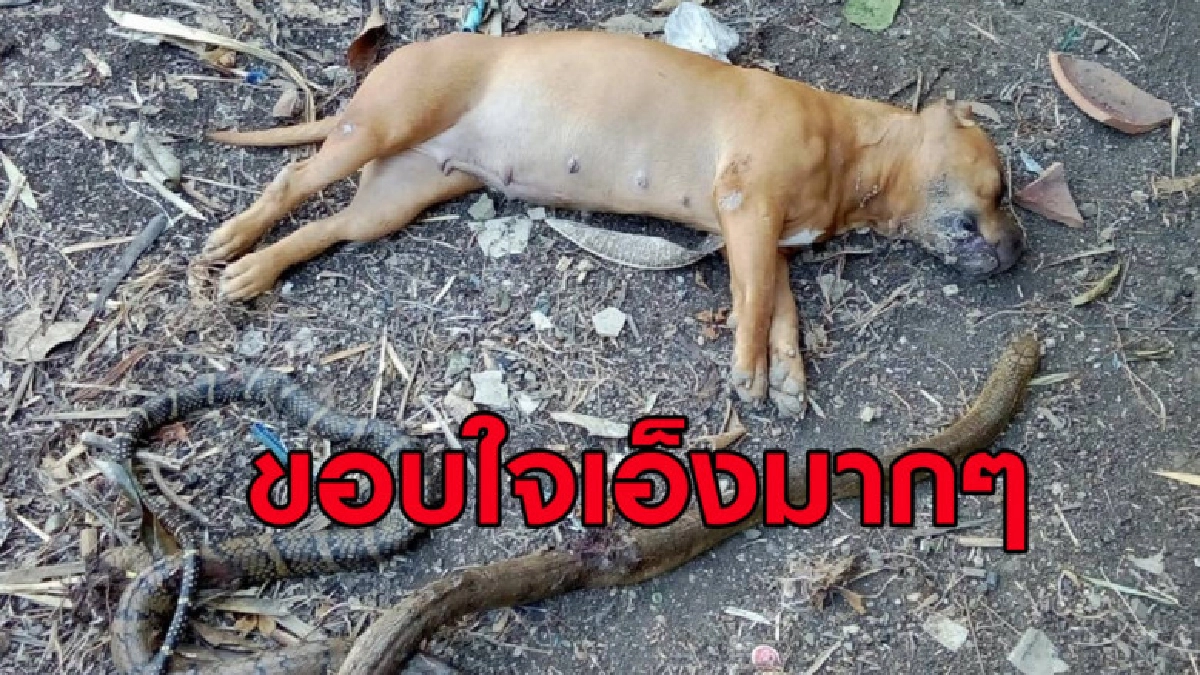 เจ้าของโพสต์เศร้า หมาเจ้าออร่า ที่เลี้ยงถูกงูจงอางกัดตาย เจ้าของโพสต์เศร้า หมาเจ้าออร่า ที่เลี้ยงถูกงูจงอางกัดตาย
