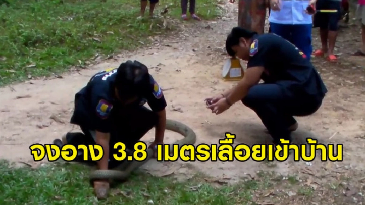 (คลิป) จงอางเลื้อยเข้าบ้านชูคอแผ่แม่เบี้ยเจ้าของวิ่งหนีตาย (คลิป) จงอางเลื้อยเข้าบ้านชูคอแผ่แม่เบี้ยเจ้าของวิ่งหนีตาย