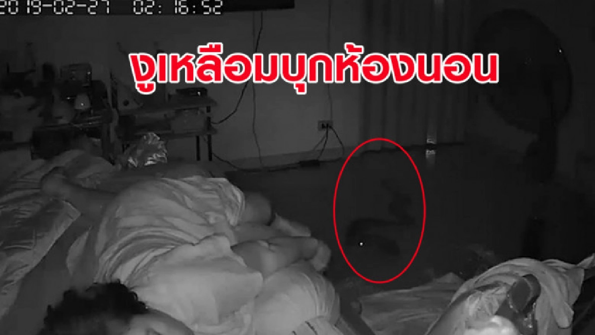 นาทีสยอง หนุ่มโพสต์คลิปงูเหลือมบุกห้องนอนฉกขาแม่ นาทีสยอง หนุ่มโพสต์คลิปงูเหลือมบุกห้องนอนฉกขาแม่