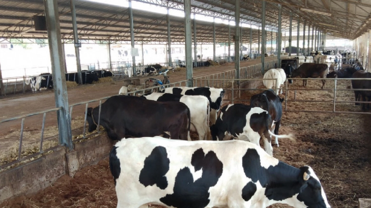 จาก"หมูหลุม"สู่ฟาร์มโคนม นวัตกรรมจัดการฟาร์มระบบชีวภาพ จาก"หมูหลุม"สู่ฟาร์มโคนม นวัตกรรมจัดการฟาร์มระบบชีวภาพ