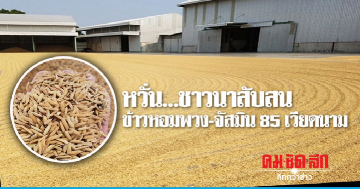 หวั่น...ชาวนาสับสนข้าวหอมพวง-จัสมิน 85 เวียดนาม 