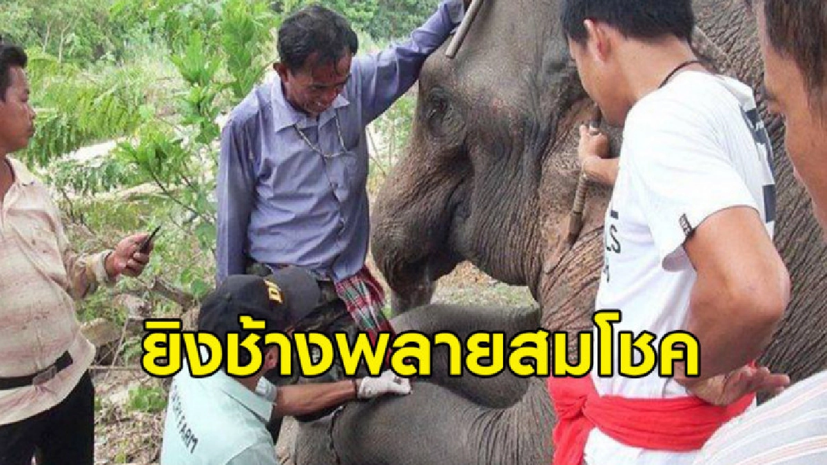 ประฌามกำนัน อ.พรหมคีรี ยิงช้างพลายสมโชคกระสุนฝังในอาการสาหัส ประฌามกำนัน อ.พรหมคีรี ยิงช้างพลายสมโชคกระสุนฝังในอาการสาหัส