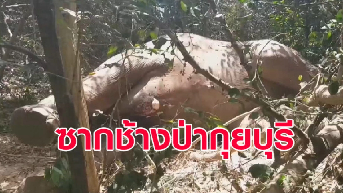 (คลิป) พบซากช้างป่ากุยบุรี งายาว คาดถูกโขลงล้มแย่งชิงจ่าฝูง