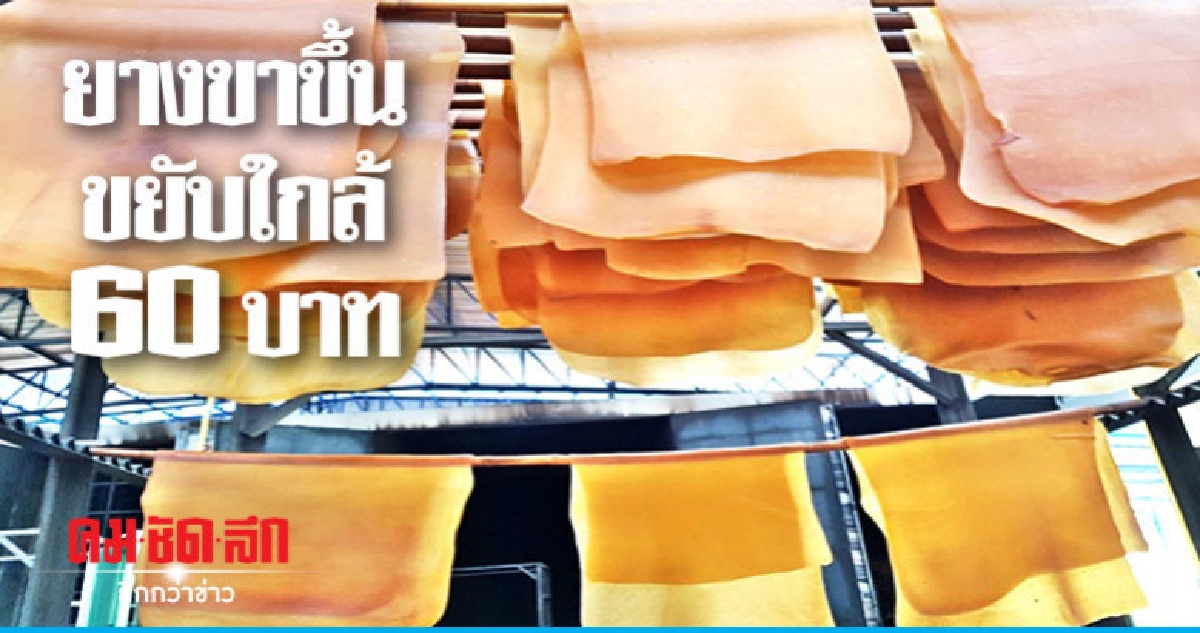 "ชาวสวนยาง"ยิ้มราคาใกล้แตะ 60 บาท "ชาวสวนยาง"ยิ้มราคาใกล้แตะ 60 บาท