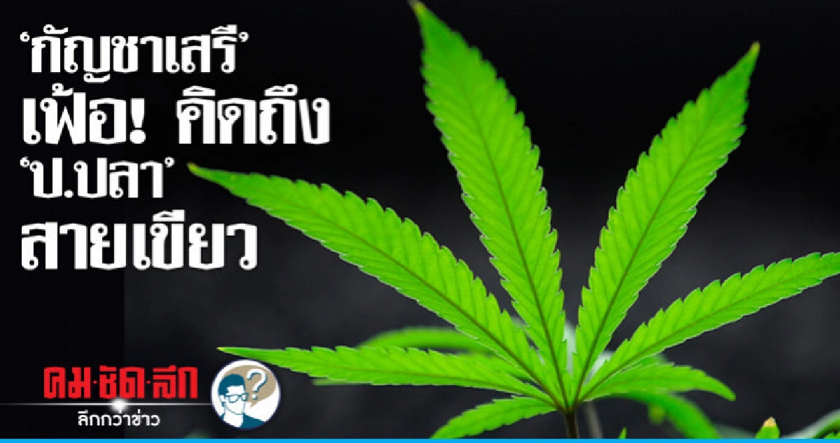 "กัญชาเสรี" เฟ้อ! คิดถึง "ป.ปลา" สายเขียว "กัญชาเสรี" เฟ้อ! คิดถึง "ป.ปลา" สายเขียว