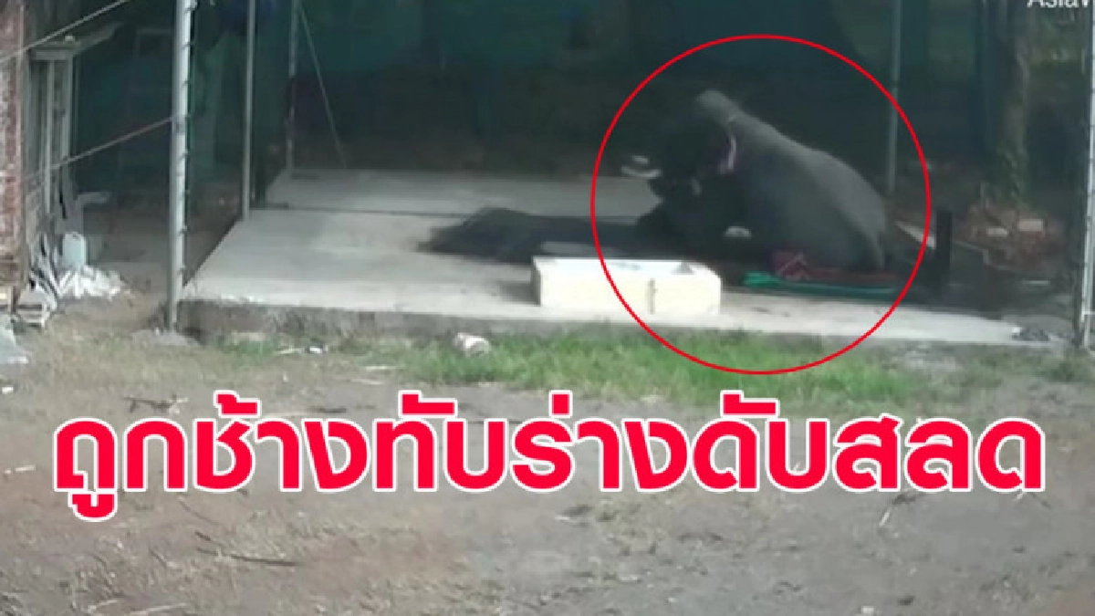 (คลิป) คนเลี้ยงช้างเสียหลักล้ม ถูกช้างนั่งทับร่างดับสลดคาที่