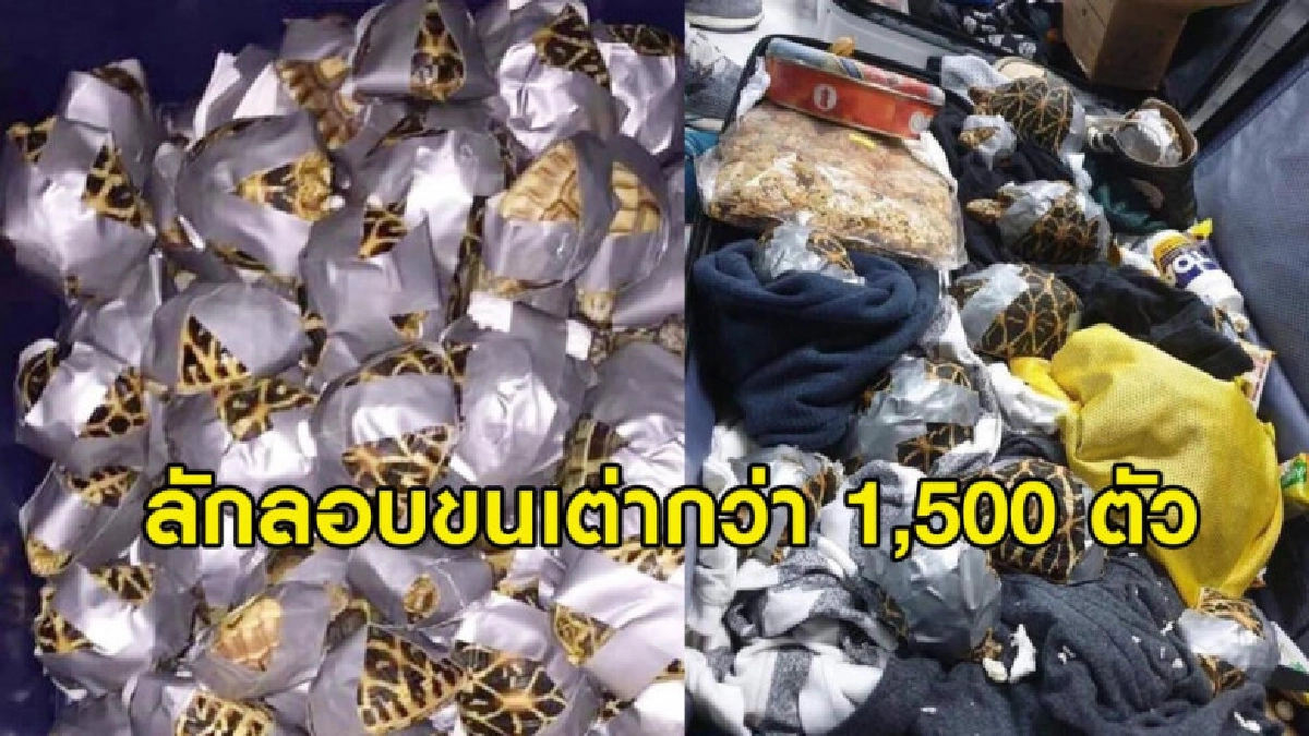 คนร้ายลักลอบขนเต่า 1,500 ตัว พันเทปแพ็ครวมใส่กระเป๋าเดินทาง คนร้ายลักลอบขนเต่า 1,500 ตัว พันเทปแพ็ครวมใส่กระเป๋าเดินทาง