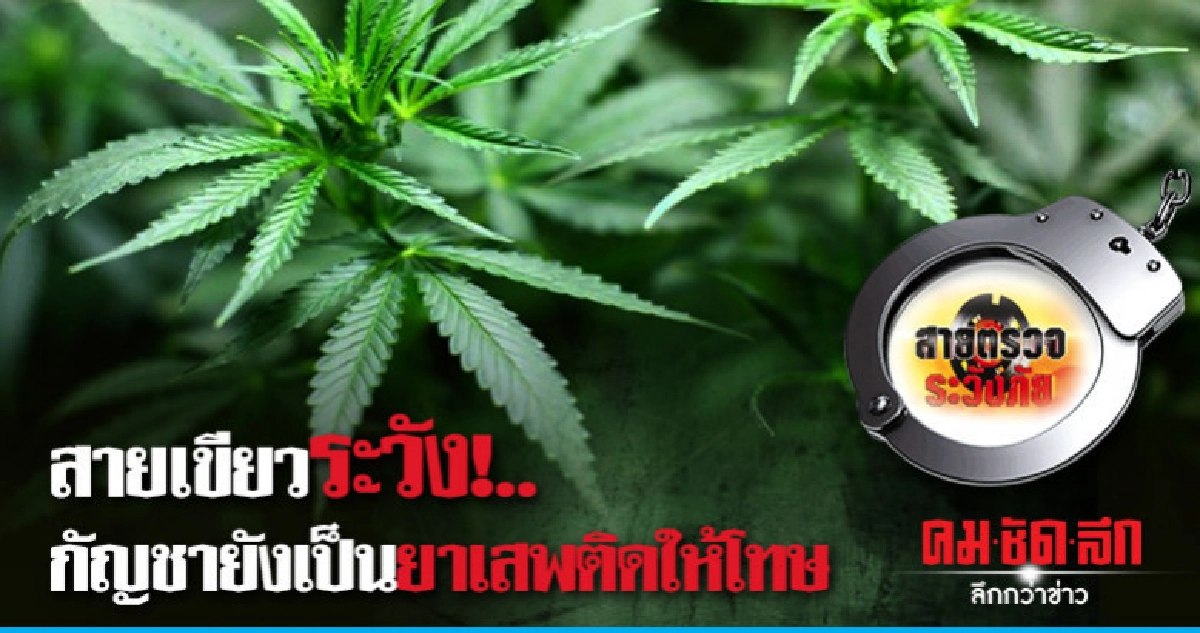 สายเขียวระวัง!..กัญชายังเป็นยาเสพติดให้โทษ