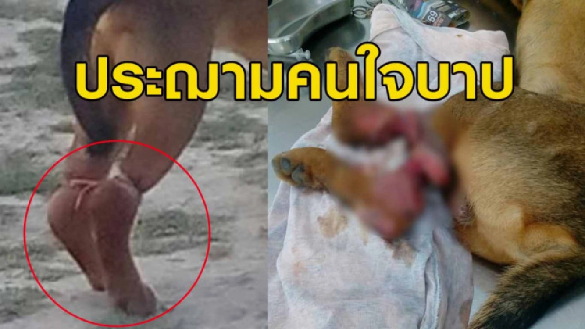 ประฌามคนใจบาปจับหมามัดขาหลัง จนเป็นแผลลึกเห็นกระดูก ประฌามคนใจบาปจับหมามัดขาหลัง จนเป็นแผลลึกเห็นกระดูก