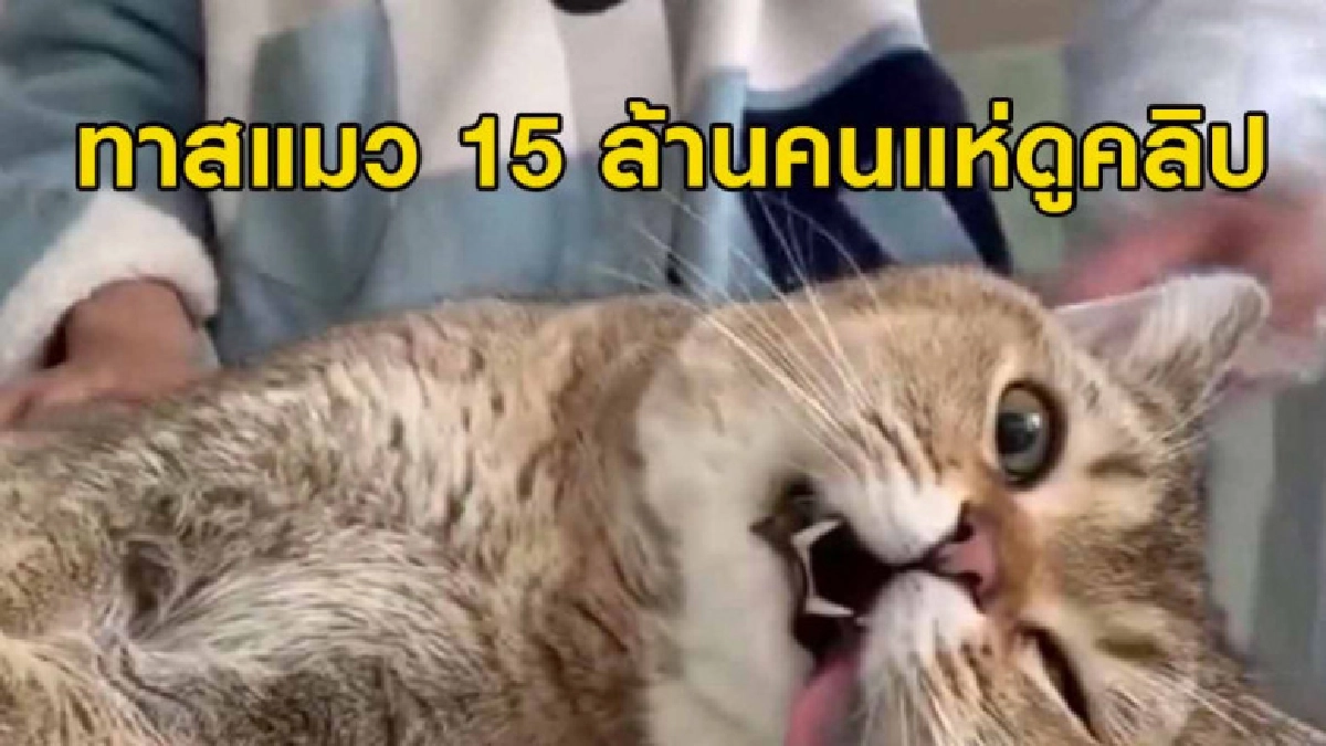 (คลิป) ทาสแมว 15 ล้านคน แห่ดูคลิปแมวพันธุ์บริติชฟื้นจากสลบ