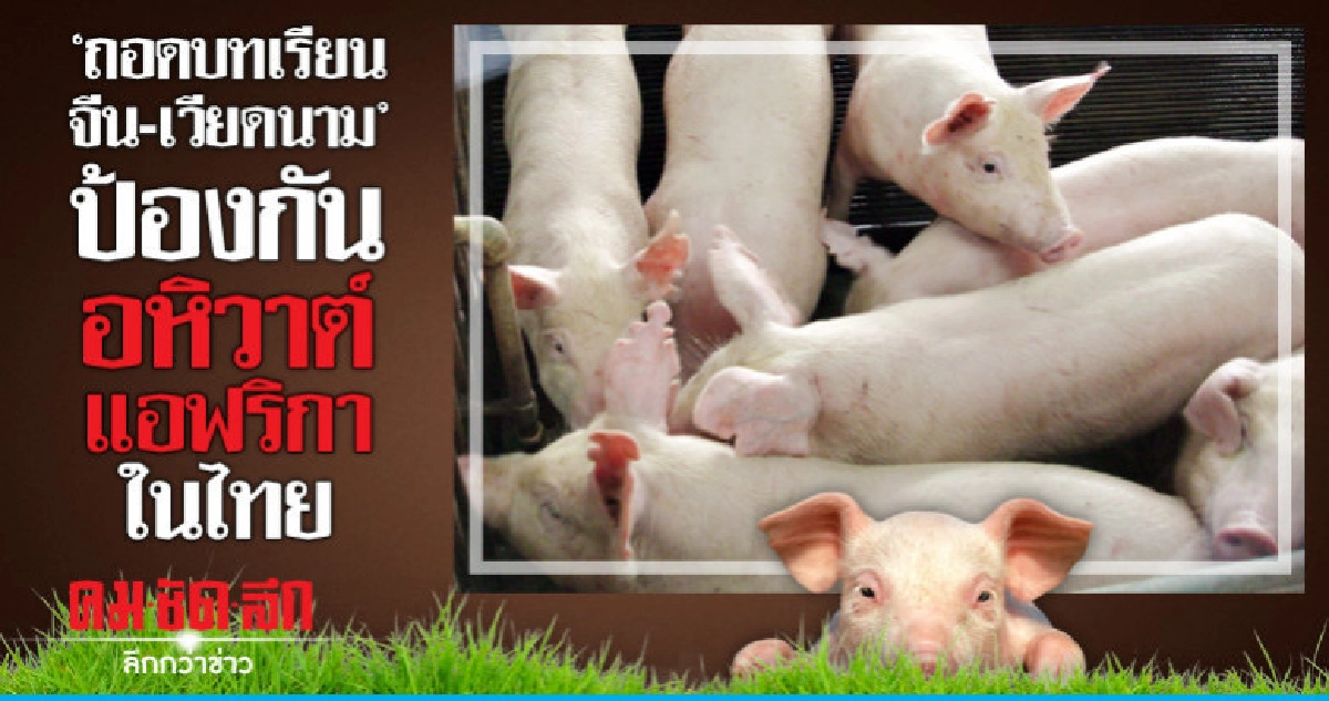 "ถอดบทเรียนจีน-เวียดนาม"ป้องกันอหิวาต์แอฟริกาสุกรในไทย "ถอดบทเรียนจีน-เวียดนาม"ป้องกันอหิวาต์แอฟริกาสุกรในไทย