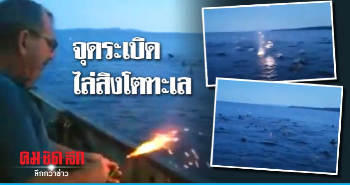 คนรักสัตว์เดือดชาวประมงแคนาดาจุดระเบิดโยนไล่สิงโตทะเล