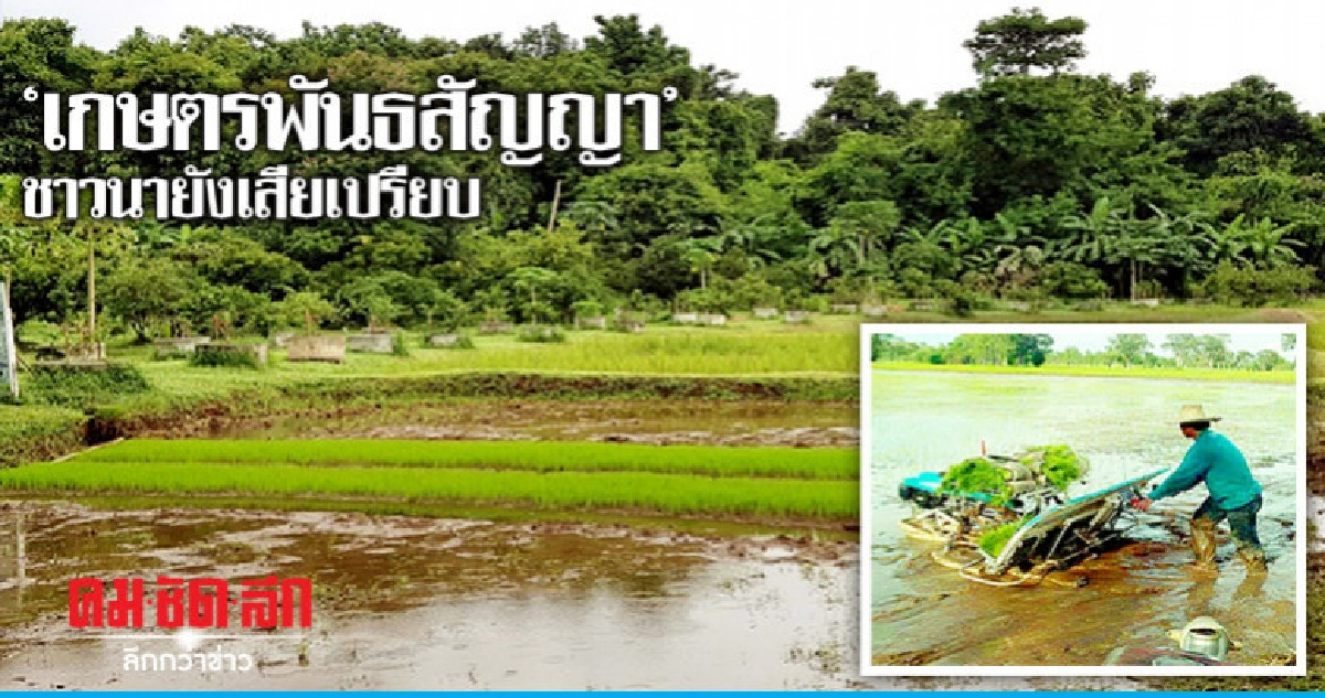 "เกษตรพันธสัญญา"ชาวนายังเสียเปรียบ  