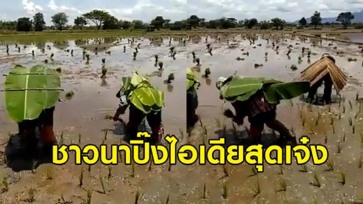 ชาวนาผุดไอเดีย สร้างอุปกรณ์กันแดดแบบภูมิปัญญาชาวบ้าน ชาวนาผุดไอเดีย สร้างอุปกรณ์กันแดดแบบภูมิปัญญาชาวบ้าน