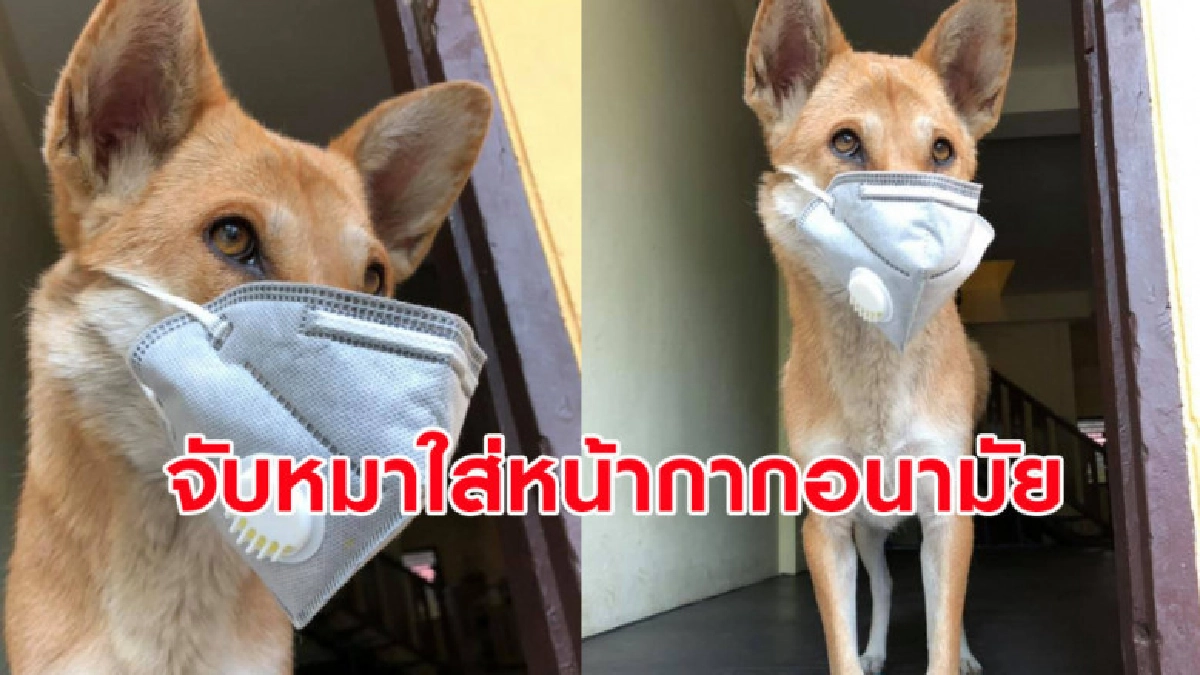 ขั้นวิกฤติ จับหมาใส่หน้ากากอนามัยป้องกันฝุ่นควันพิษ ขั้นวิกฤติ จับหมาใส่หน้ากากอนามัยป้องกันฝุ่นควันพิษ