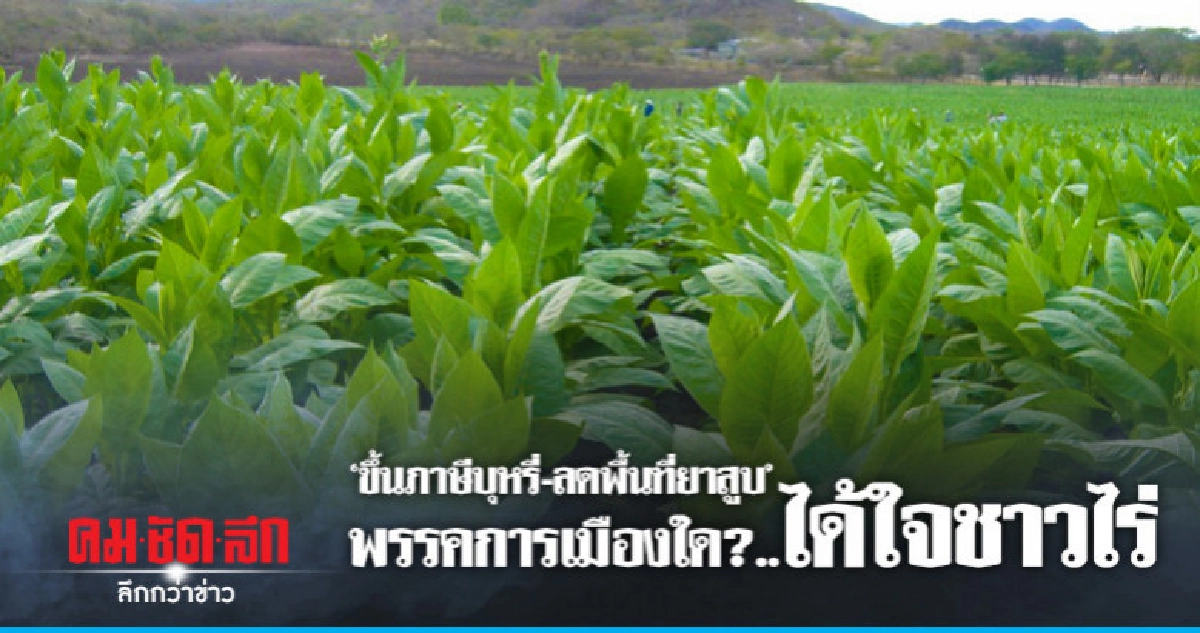 "ขึ้นภาษีบุหรี่-ลดพื้นที่ยาสูบ"พรรคการเมืองใด?..ได้ใจชาวไร่ "ขึ้นภาษีบุหรี่-ลดพื้นที่ยาสูบ"พรรคการเมืองใด?..ได้ใจชาวไร่