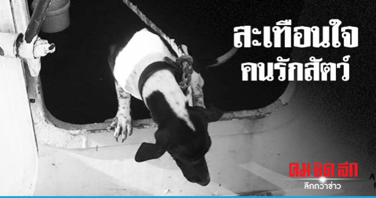 สุนัขติดกับเรือจากแหลมฉบังไปฮ่องกง ถูกกำจัดทิ้งแล้ว สุนัขติดกับเรือจากแหลมฉบังไปฮ่องกง ถูกกำจัดทิ้งแล้ว
