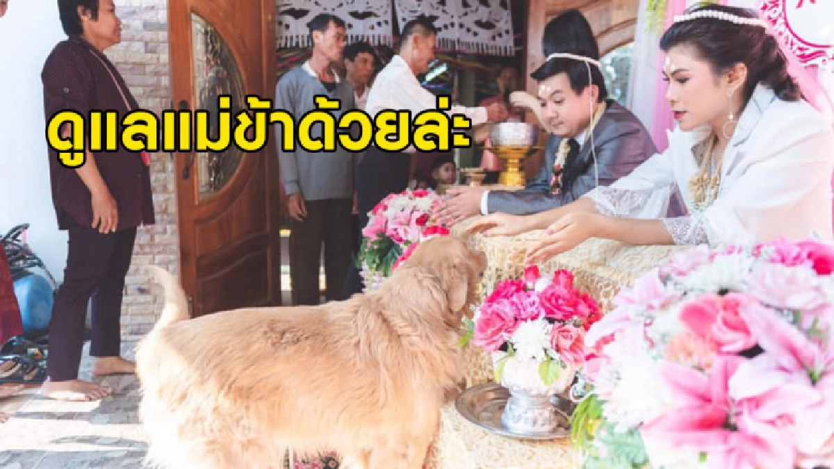 เจ้าตูบยืนจ้องหน้าเจ้าบ่าวในงานวิวาห์ ชาวเน็ตแซวหวงแม่มาก เจ้าตูบยืนจ้องหน้าเจ้าบ่าวในงานวิวาห์ ชาวเน็ตแซวหวงแม่มาก
