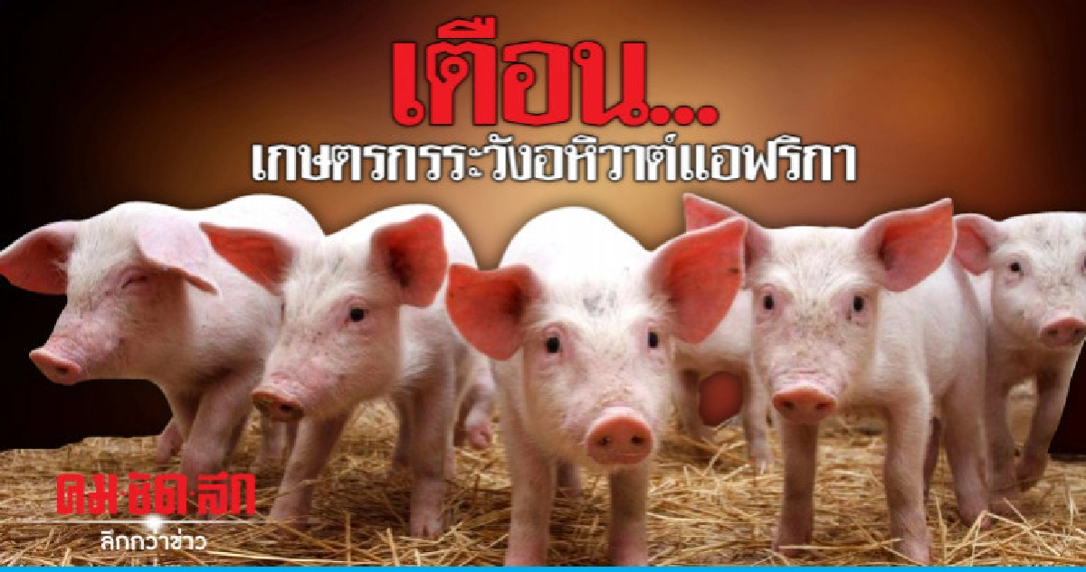 "เตือนเกษตรกรรายย่อย"ระวังโรคอหิวาต์แอฟริกาในสุกร "เตือนเกษตรกรรายย่อย"ระวังโรคอหิวาต์แอฟริกาในสุกร
