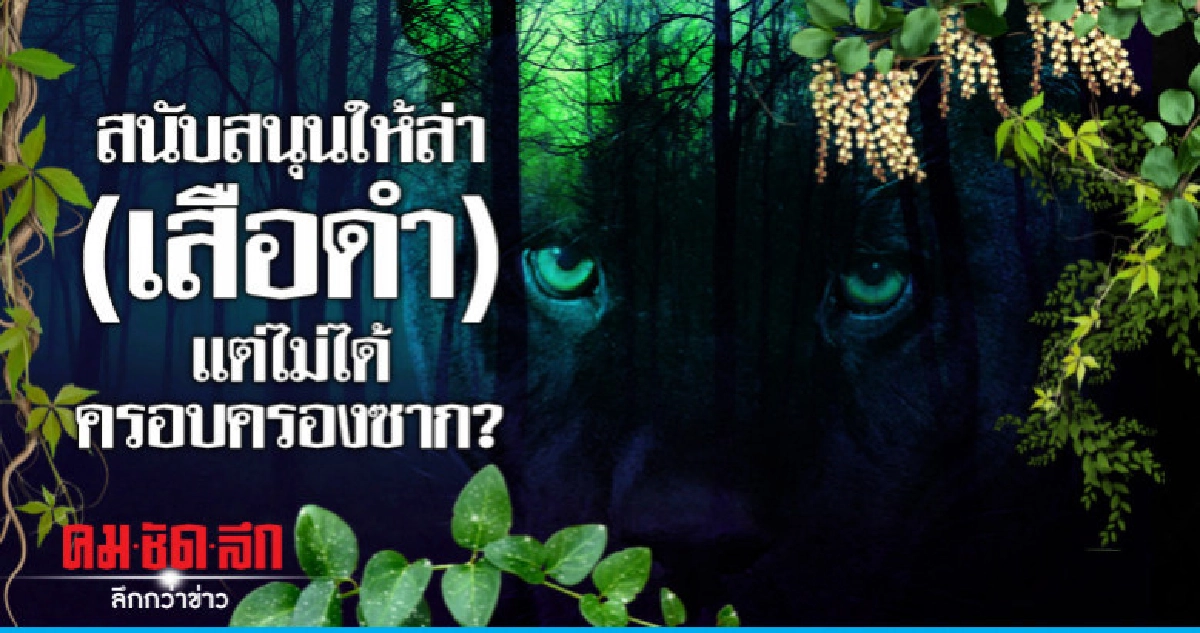 สนับสนุนให้ล่า (เสือดำ) แต่ไม่ได้ครอบครองซาก?