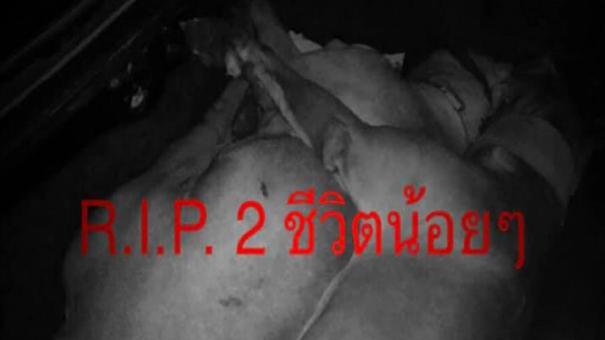 พิทบูลถูกจับใส่กระโปรงรถขับหาบ้านใหม่ ก่อนขาดอากาศหายใจตาย พิทบูลถูกจับใส่กระโปรงรถขับหาบ้านใหม่ ก่อนขาดอากาศหายใจตาย