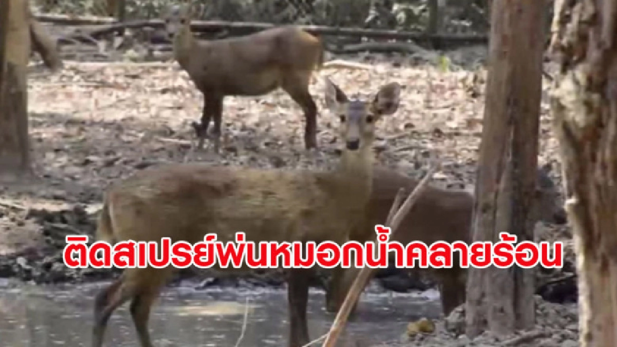 (คลิปข่าว) สวนสัตว์เร่งติดสเปรย์พ่นหมอกน้ำคลายร้อนให้สัตว์ (คลิปข่าว) สวนสัตว์เร่งติดสเปรย์พ่นหมอกน้ำคลายร้อนให้สัตว์
