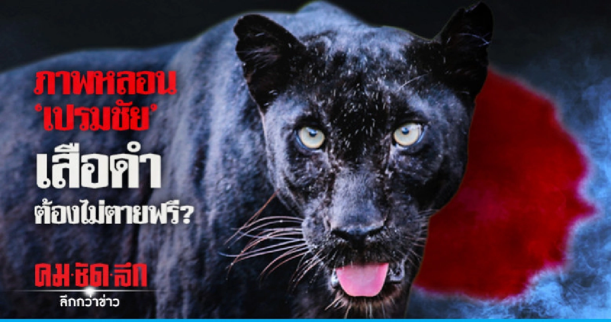 ภาพหลอน "เปรมชัย" เสือดำต้องไม่ตายฟรี?
