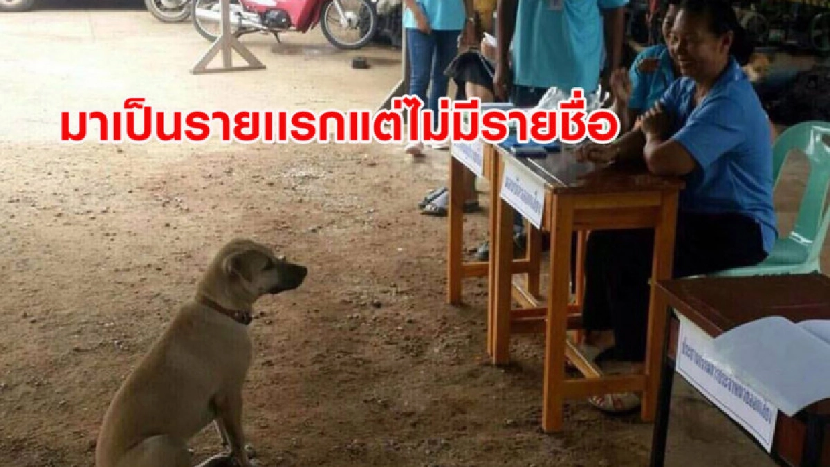 สีสันเลือกตั้ง - แห่แชร์ภาพตูบนั่งในคูหา แต่ไม่มีสิทธิเลือก