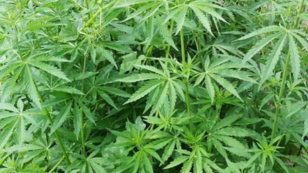  สกลนครโมเดล เตรียมจัดงานเมืองแห่งกัญชาโลก   