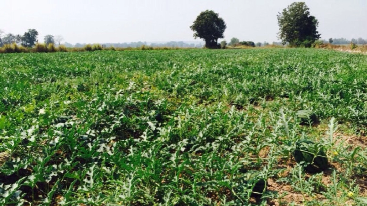 เกษตรฯ มั่นใจลดปัญหาแล้งสำเร็จ  