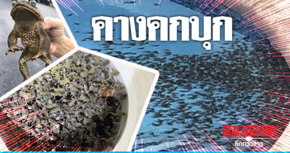 กองทัพคางคกต้นอ้อยบุกชุมชนฟลอริดา กองทัพคางคกต้นอ้อยบุกชุมชนฟลอริดา