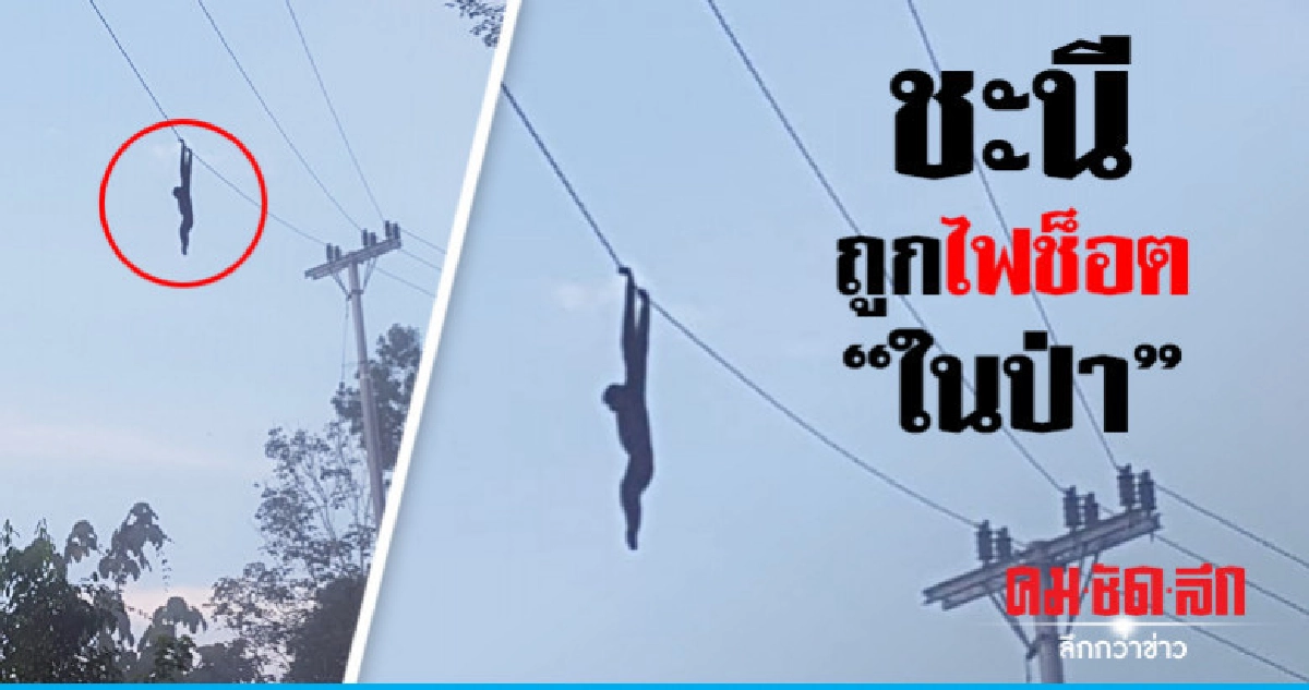 สลดซากชะนีห้อยต่องแต่งคาสายเคเบิลหลังไฟฟ้าเพิ่งเข้าหมู่บ้าน สลดซากชะนีห้อยต่องแต่งคาสายเคเบิลหลังไฟฟ้าเพิ่งเข้าหมู่บ้าน