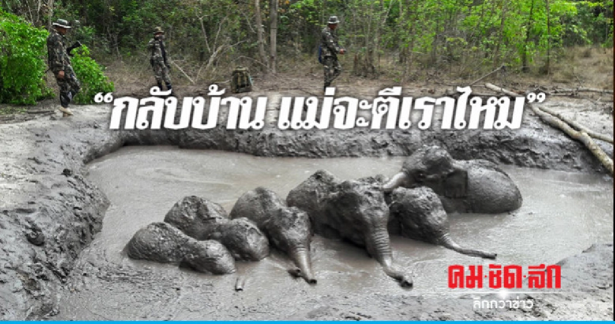 เสียงเชียร์ "ลุ้นช่วยลูกช้างป่าตกบ่อโคลน" ทับลาน (คลิป) เสียงเชียร์ "ลุ้นช่วยลูกช้างป่าตกบ่อโคลน" ทับลาน (คลิป)
