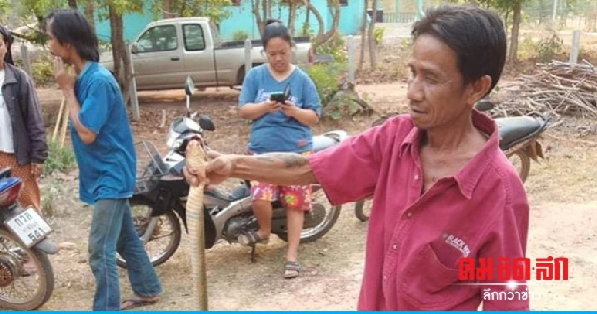 ชาวบ้านผวาปล่อยงูจงอางสะเดาะเคราะห์หลายสิบตัว ชาวบ้านผวาปล่อยงูจงอางสะเดาะเคราะห์หลายสิบตัว