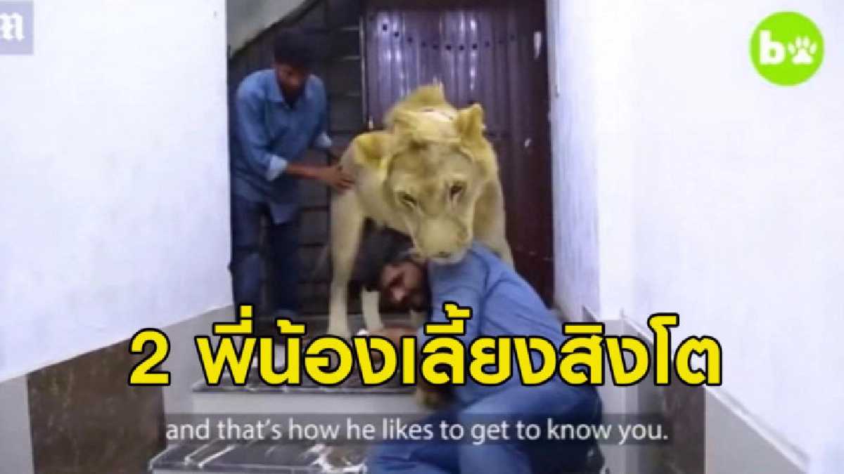 (คลิปข่าว) 2 พี่น้องเลี้ยงสิงโตเป็นสัตว์เลี้ยงไปไหนไปด้วยกัน