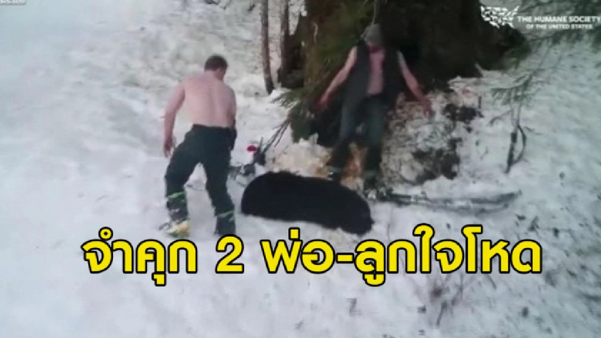 สั่งจำคุก! พ่อลูกสุดโหด ฆ่าแม่หมีพร้อมลูกแรกเกิด 2 ตัว