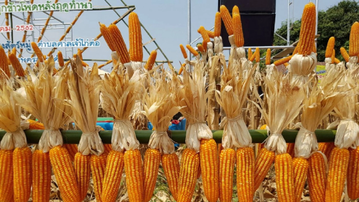 เกษตรกรปลื้มข้าวโพดหลังนาราคาดี