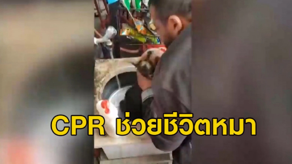 เจ้าของร้านชำ CPR ช่วยชีวิตลูกหมาจรจัด (คลิป) เจ้าของร้านชำ CPR ช่วยชีวิตลูกหมาจรจัด (คลิป)