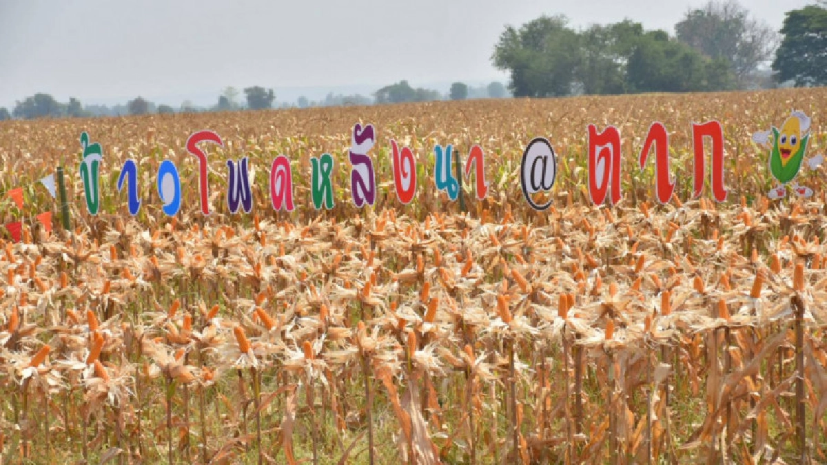"กฤษฎา"ลงแปลงเกี่ยวข้าวโพดหลังนาจังหวัดตาก